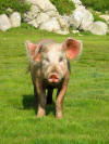 Cochon dans les pozzis
