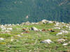 Vaches vers bergeries des Pozzis