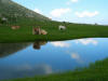 Vaches dans les pozzis