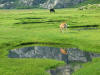 Veau dans les pozzis