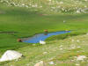 Vaches dans les Pozzis